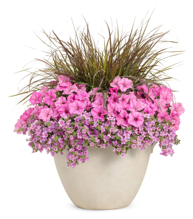 Supertunia Vista Bubblegum P7
