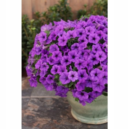 Supertunia MINI VISTA Blue Violet P7