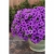 Supertunia MINI VISTA Blue Violet P7