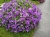 Supertunia MINI VISTA Blue Violet P7