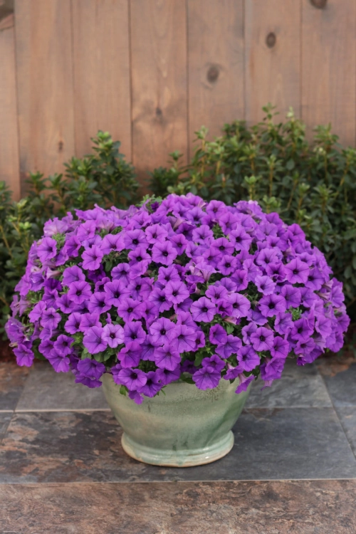 Supertunia MINI VISTA Blue Violet P7