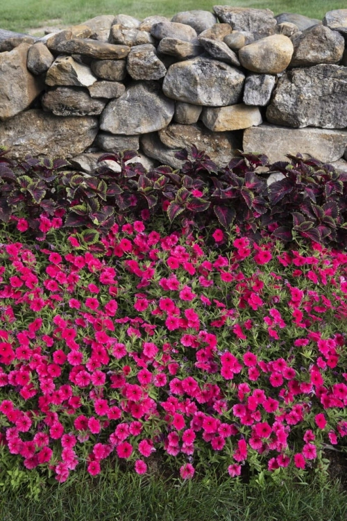 Supertunia Vista PARADISE P7