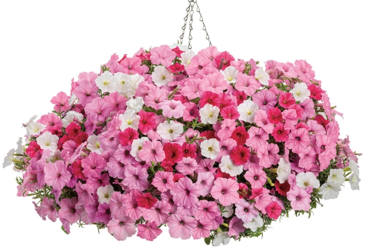 Supertunia Vista PARADISE P7