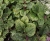 Komarzyca – Plectranthus Nico Dark Green p9