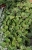 Komarzyca – Plectranthus Nico Dark Green p9