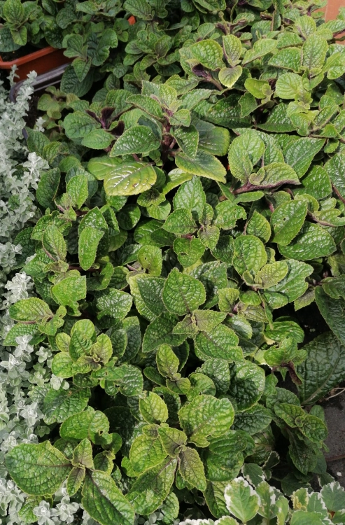 Komarzyca – Plectranthus Nico Dark Green p9