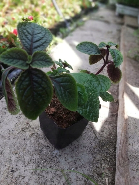 Komarzyca – Plectranthus Nico Dark Green p9