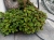 Komarzyca – Plectranthus Nico Dark Green p9