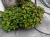 Komarzyca – Plectranthus Nico Dark Green p9