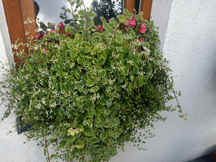 Komarzyca – Plectranthus Nico Dark Green p9