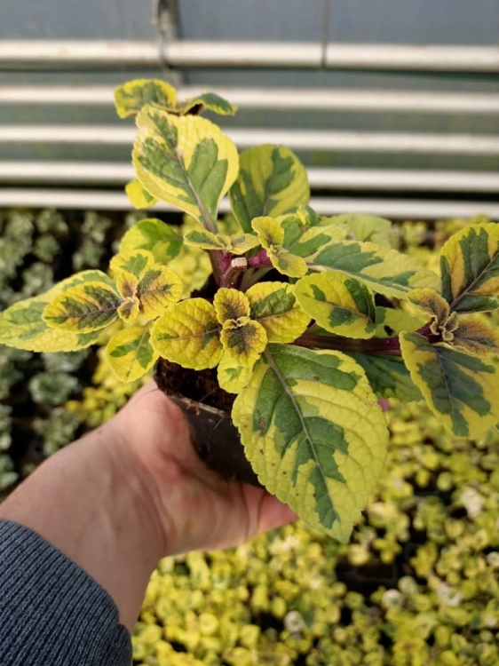 Komarzyca – Plectranthus Nico Yellow p9