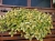 Komarzyca – Plectranthus Nico Yellow p9