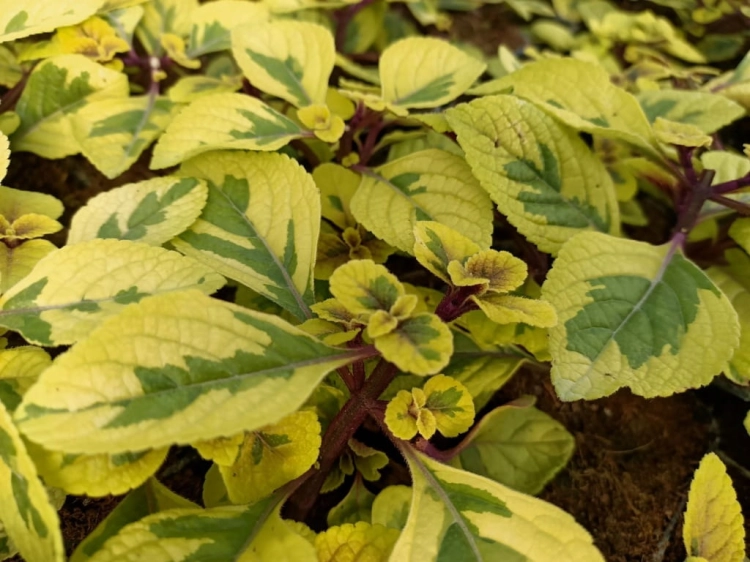 Komarzyca – Plectranthus Nico Yellow p9