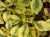 Komarzyca – Plectranthus Nico Yellow p9