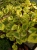 Komarzyca – Plectranthus Nico Yellow p9