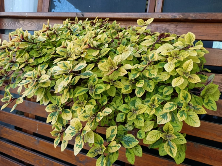 Komarzyca – Plectranthus Nico Yellow p9