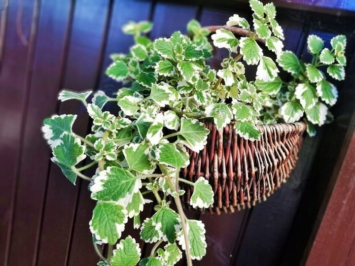 Komarzyca – Plectranthus p9