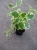 Komarzyca – Plectranthus p9