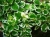 Komarzyca – Plectranthus p9