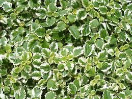 Komarzyca – Plectranthus p9