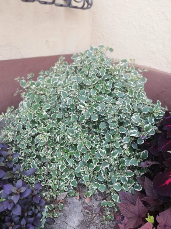 Komarzyca – Plectranthus p9