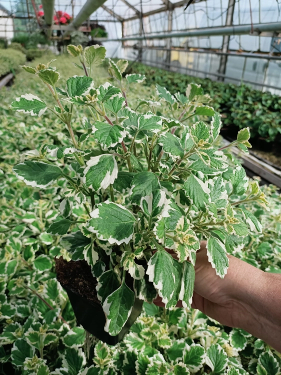 Komarzyca – Plectranthus p9