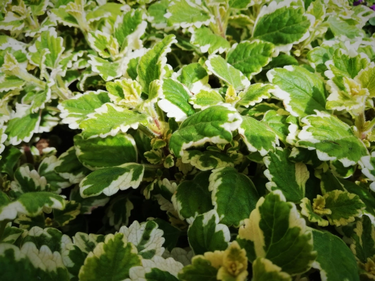 Komarzyca – Plectranthus p9