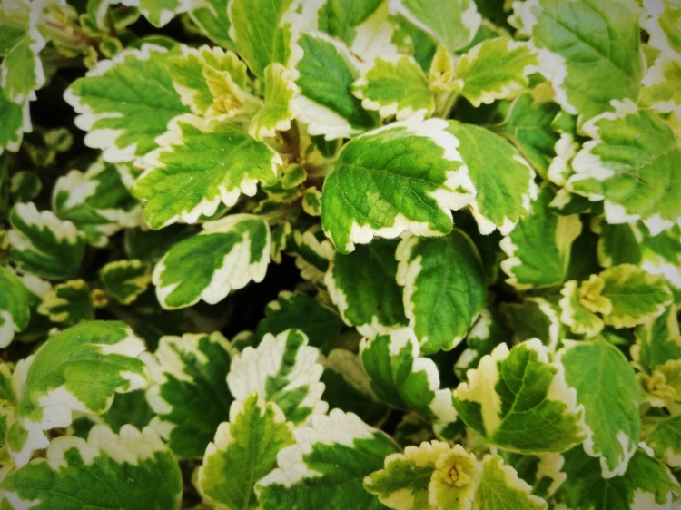 Komarzyca – Plectranthus p9