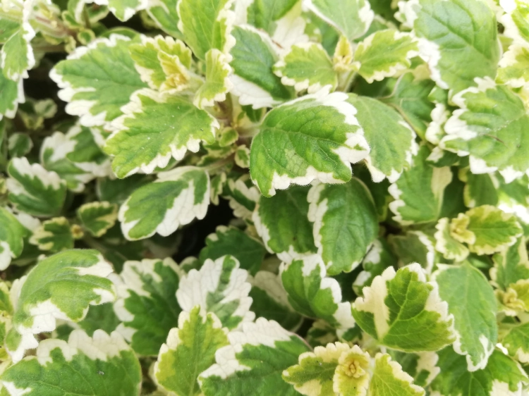 Komarzyca – Plectranthus p9
