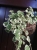 Komarzyca – Plectranthus p9