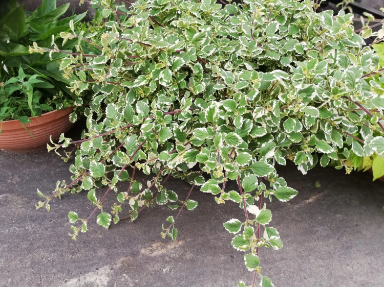 Komarzyca – Plectranthus p9