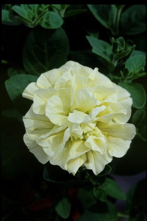SURFINIA PETUNIA Tumbelina Susanne pełna p9