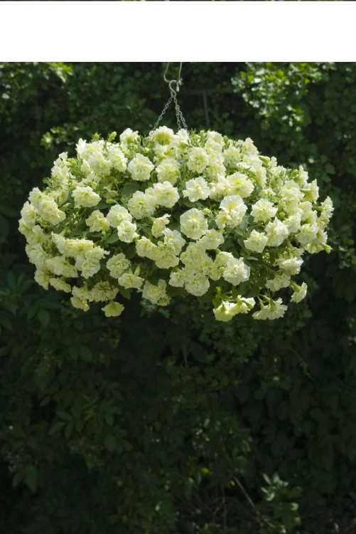 SURFINIA PETUNIA Tumbelina Susanne pełna p9