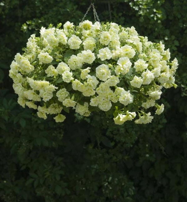 SURFINIA PETUNIA Tumbelina Susanne pełna p9