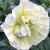 SURFINIA PETUNIA Tumbelina Susanne pełna p9