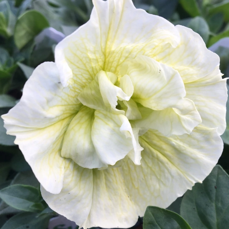 SURFINIA PETUNIA Tumbelina Susanne pełna p9