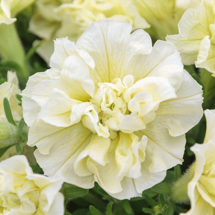 SURFINIA PETUNIA Tumbelina Susanne pełna p9
