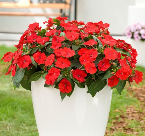 Niecierpek Sunpatiens Compact Red