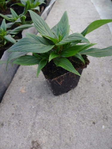 Niecierpek Sunpatiens Compact Red