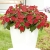 Niecierpek Sunpatiens Compact Red