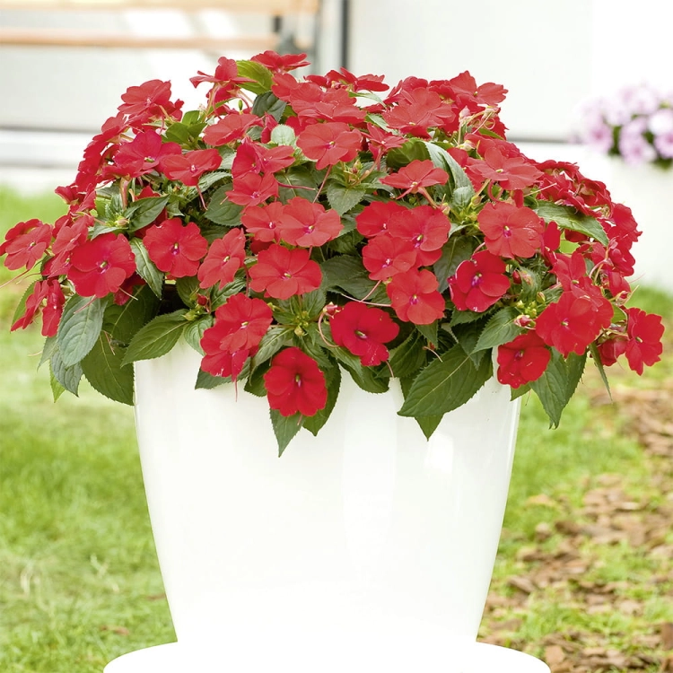 Niecierpek Sunpatiens Compact Red