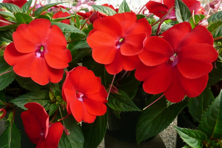 Niecierpek Sunpatiens Compact Red
