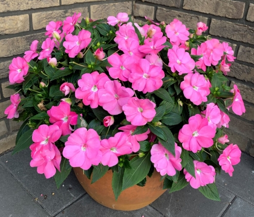 Niecierpek Sunpatiens Vigorous Pretty Pink