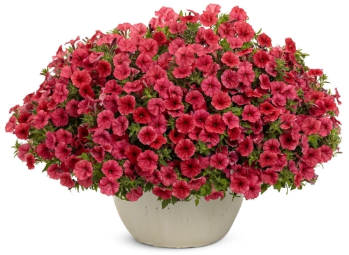 Supertunia MINI VISTA Coral  PAKIET 6 sztuk