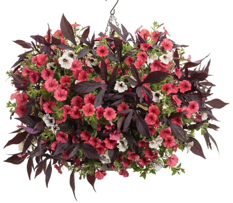Supertunia MINI VISTA Coral  PAKIET 6 sztuk