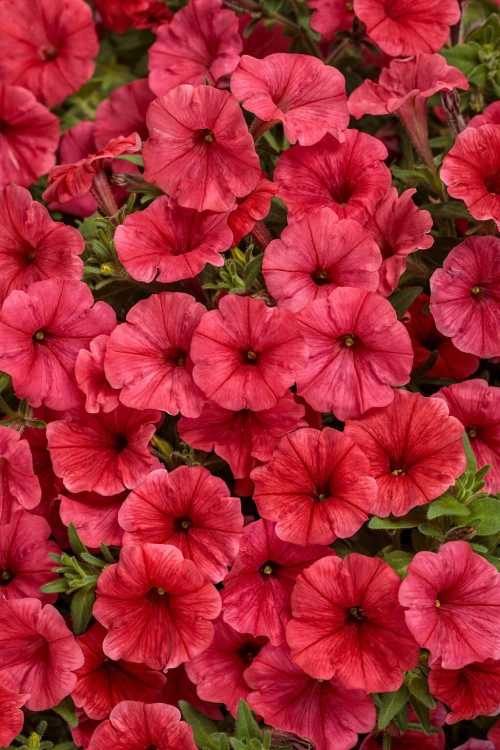 Supertunia MINI VISTA Coral  PAKIET 6 sztuk