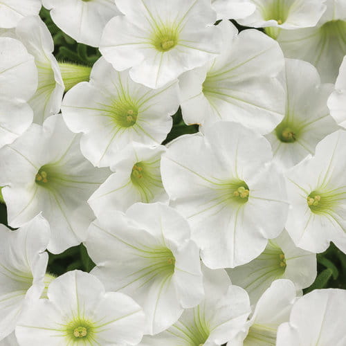 Supertunia MINI VISTA WHITE P7