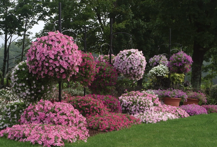 Supertunia Vista Bubblegum P7 - zestaw 10 sztuk