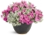 Supertunia Vista Bubblegum P7 - zestaw 10 sztuk