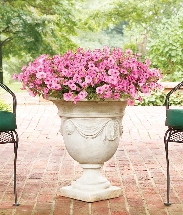 Supertunia Vista Bubblegum P7 - zestaw 10 sztuk
